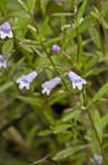 Limestone calamint